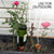 Plant Self-Watering Stakes for Indoor Outdoor Plants (4 Count) Terracotta Plant Watering Spikes for Recycled Wine Bottles to Water Plant at Home or on Vacation - Automatic Irrigation System for Plants